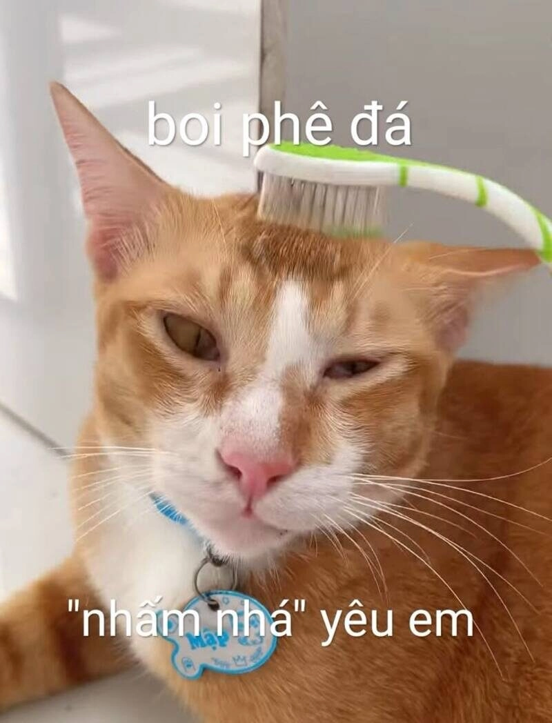 ảnh chế bí kíp tán gái